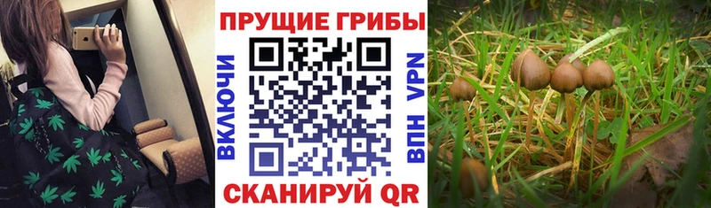 Галлюциногенные грибы Psilocybe  Петров Вал 